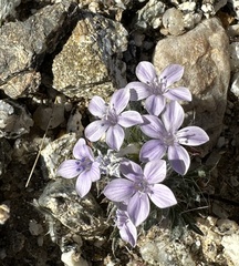 Langloisia setosissima setosissima