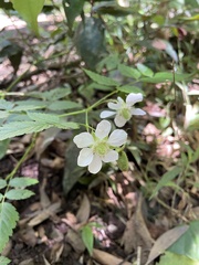 Rubus queenslandicus