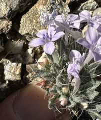 Langloisia setosissima setosissima