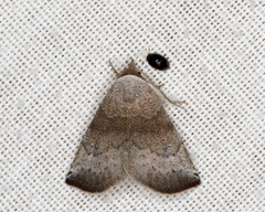 Mataeomera mesotaenia