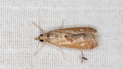 Syntonarcha iriastis