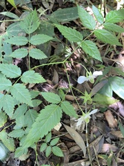 Rubus queenslandicus