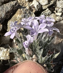 Langloisia setosissima setosissima