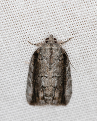 Etanna clopaea