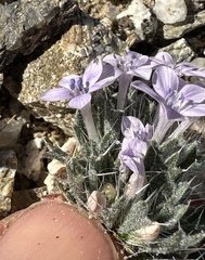 Langloisia setosissima setosissima