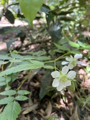 Rubus queenslandicus