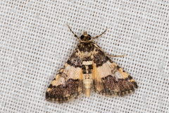 Nacoleia mesochlora