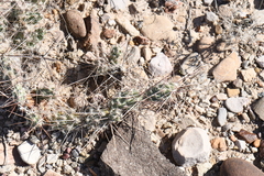Grusonia grahamii