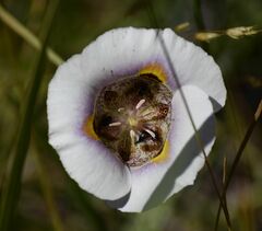 Calochortus superbus