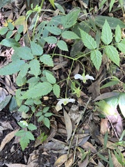 Rubus queenslandicus