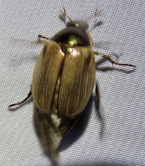 Callistethus marginatus