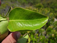 Echites agglutinatus