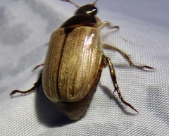Callistethus marginatus