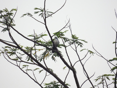 Garrulax leucolophus