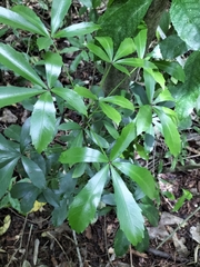 Pseudopanax crassifolius × lessonii
