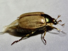 Callistethus marginatus