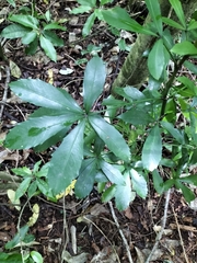 Pseudopanax crassifolius × lessonii