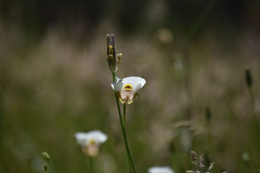 Calochortus superbus