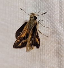 Taractrocera papyria