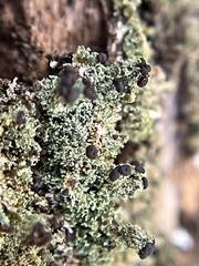 Cladonia parasitica