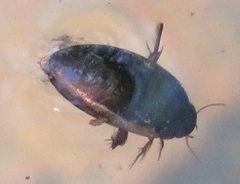 Ilybius fuliginosus
