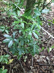Pseudopanax crassifolius × lessonii