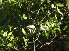 Smilax campestris