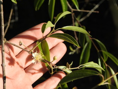Eugenia myrcianthes