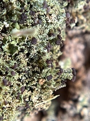 Cladonia parasitica
