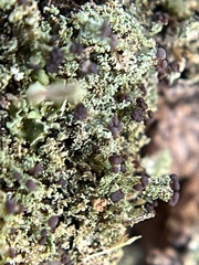 Cladonia parasitica
