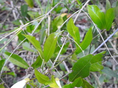 Bignonia callistegioides