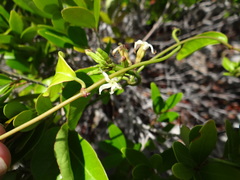 Echites agglutinatus