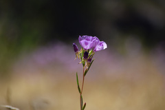 Clarkia williamsonii