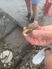 Neogastropoda