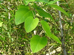 Stigmaphyllon bonariense