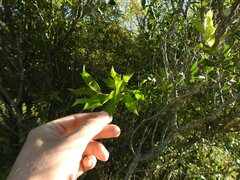 Maytenus ilicifolia