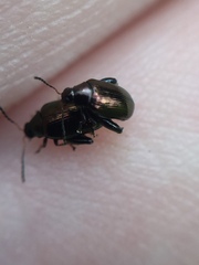 Psylliodes brettinghami