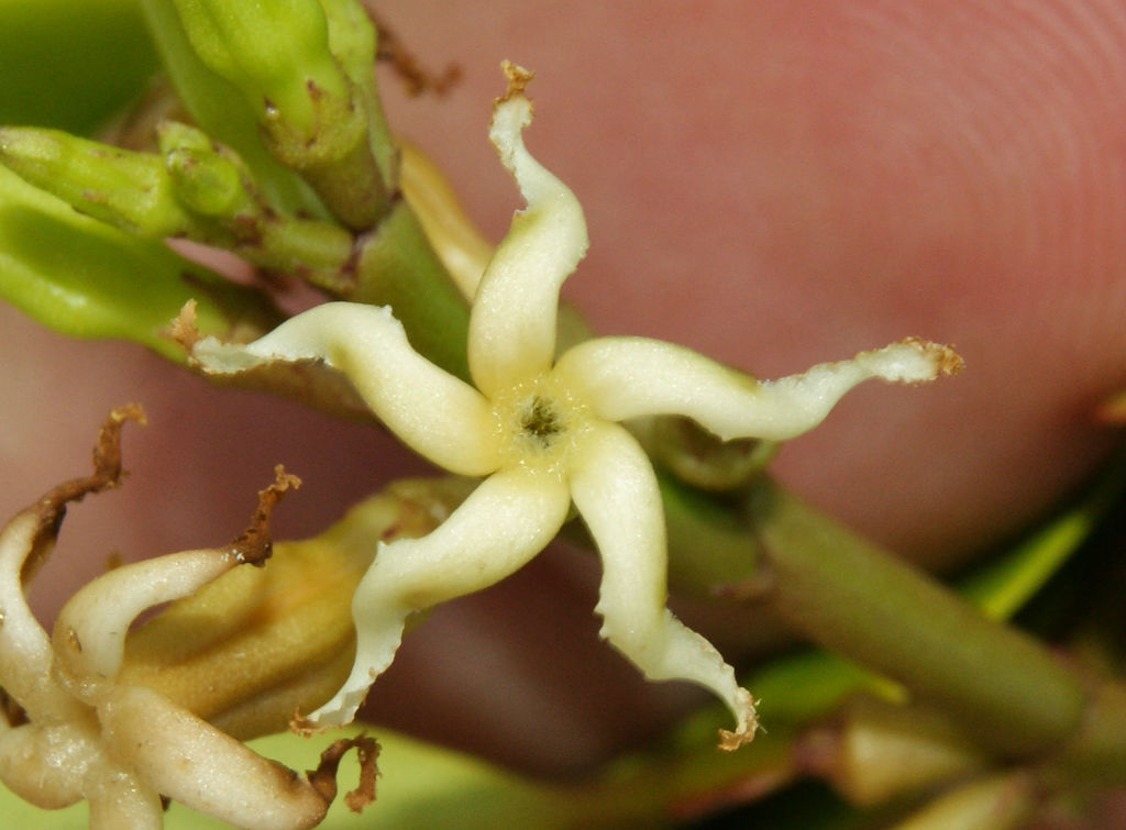 Echiteae