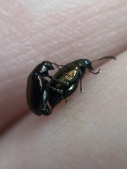 Psylliodes brettinghami