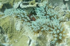 Amphiprion biaculeatus