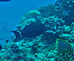 Acanthurus leucocheilus