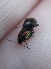 Psylliodes brettinghami