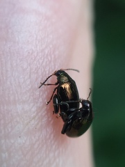 Psylliodes brettinghami