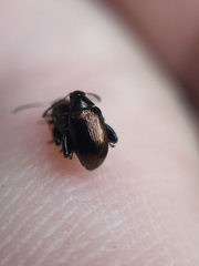 Psylliodes brettinghami