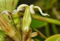 Echites agglutinatus