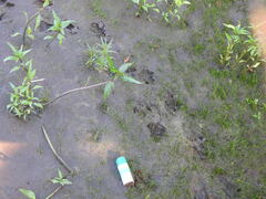 Hydrochoerus hydrochaeris