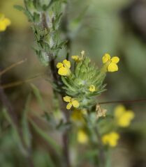 Castilleja lacera