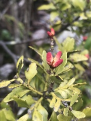 Phyllocladus alpinus