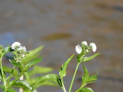 Gymnocoronis spilanthoides