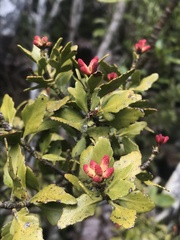 Phyllocladus alpinus